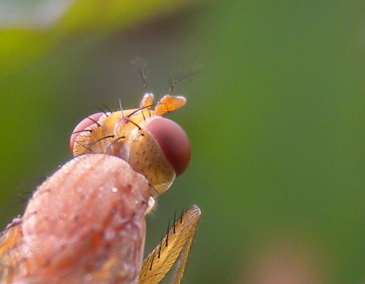 Tetanocera sp., Sciomyzidae